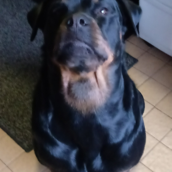 Meet your Posher, Dawn - Picture 3 of 9